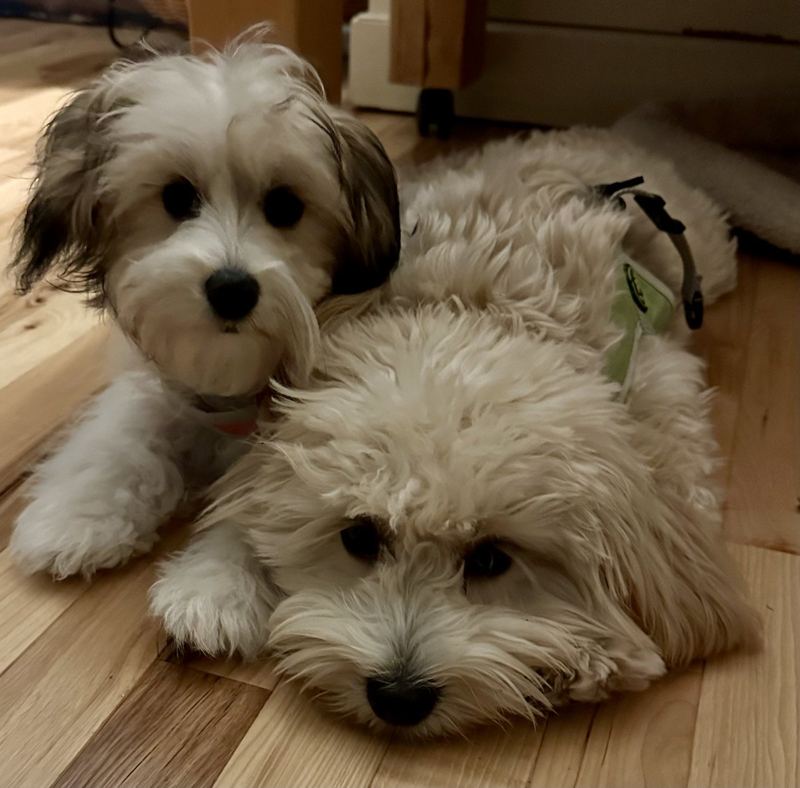 Two puppies from one of Kyle's first client families